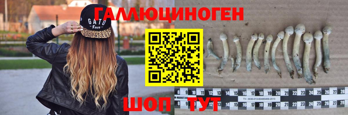 Новошахтинск  Галлюциногенные грибы Cubensis  Вход с VPN 